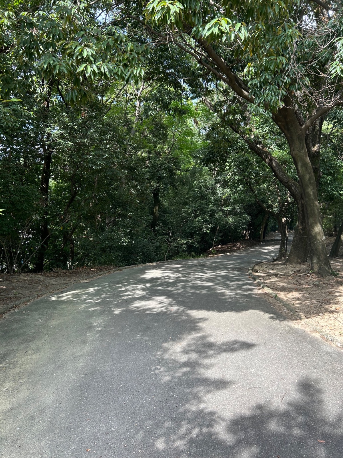 木々がトンネルのように続く舗装路