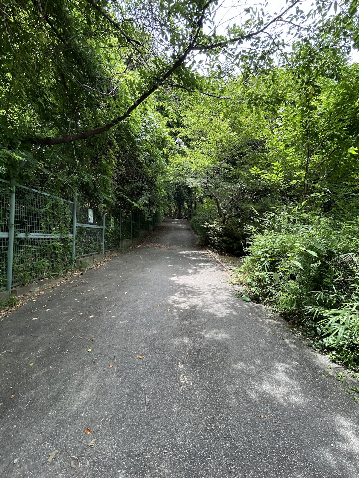 緑に囲まれた道